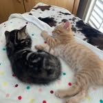 Willow & Cooper - @catzofinsta_2021 - Instagram