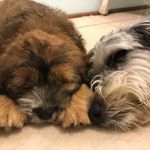 Willow and Cooper - @willowcooperindiana - Instagram