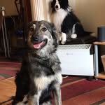Willow Cooper - @willow_the_wescue - Instagram