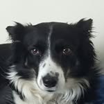 Willow Cooper - @_willow_the_bordercollie_ - Instagram