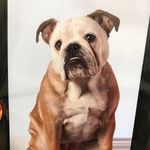 Willow Cooper - @willowtheenglishbulldog - Instagram