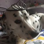 Willow The Dog 💯❤️ - @_willow_cooper_ - Instagram