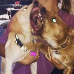 Willow•Cooper•Nala - @willow.cooper.nala - Instagram