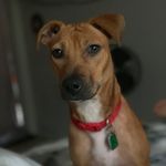 Alyssa Alex Willow 🐕 - @willow_dean_ - Instagram
