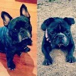Frank & Willow Tonkin - @littlefrankandwillow - Instagram