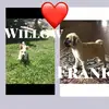 Frank&Willow❤️🐶 - @frank.willow - TikTok