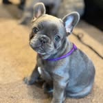 PIper . Willow . Franki 🐾 - @piper_willow_franki - Instagram