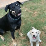 Willow & Frankie - @__willow.and.frankie__ - Instagram
