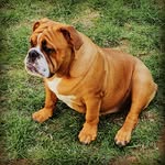 Willow and Frank - @willow_and_frank.bulldog - Instagram