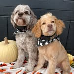 willow and frankie - @willow.and.frankie - Instagram