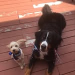 willow, frank, and river - @littlewillowbigfrankandriver - Instagram