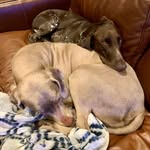 Willow, Frank, Copper - @marcottedoggos - Instagram