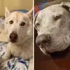 willow&frank 🐶 - @willowandfrankthedog - TikTok