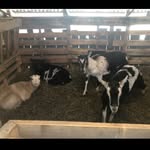 Fiona’s farm page - @willow.henry.belle - Instagram