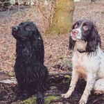 Henny and Wilba Wills 🐶 - @henry_and_willow_x - Instagram