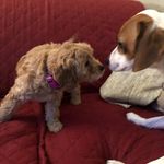 Henry & Willow - @adventuresofhenryandwillow - Instagram