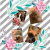 leohenrychasewillow - @willow.leo.chase.henry - TikTok