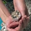 The Hammy Willow - @willow_henry19 - TikTok