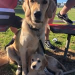 Willow & Henry 🐶 - @willowandhenrythegoldens - Instagram