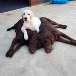 Willow, George & Henry - @willow.rose.adventures - Instagram