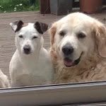willow&henry - @willow_henry_thedogs - Instagram