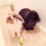 Jarvis & Willow. - @jarvisandwillow - Instagram
