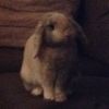 Willow Jarvis  - @willow_marvin123 - TikTok