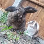 Willow & Marshall 🥕 - @willow.marshall.bunlife - Instagram
