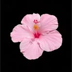 Willow Marshall - Facebook