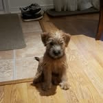Willow Marshall Hubbs - @willow.wheaten - Instagram