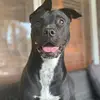 🐶Willow🐶 - @willow.marshall1 - TikTok