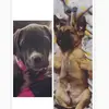willowmarsh - @willowandmarshall - TikTok