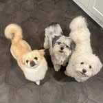 WILLOW, PAUL, KEROPPI & PETUNIA - @win.kie - Instagram