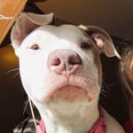 Willow - @willowpauli - Instagram