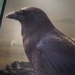 Willow Payne - @will_ow_the_wisp_ - Instagram