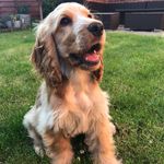Willow Bolton-Powell - @willow_the_cocker_spaniel - Instagram