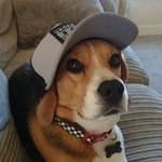 Willow Powell - @willowsbeagleworld - Instagram