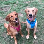 🐕Willow & Quinn🐾 - @adventures_of_quinn_willow - Instagram