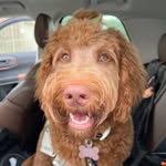Willow Quinn - @willowquinn_servicepawtner - Instagram