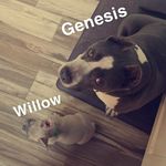 Genesis & Willow Ramirez - @americanbully_frenchie - Instagram