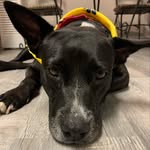 Willow Ramirez-Bowen - @willowthetuxdog - Instagram