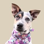 Willow Ray🐶 - @willowray_theblueheeler - Instagram