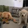 Willow&Pippa - @willow.ray.pippa - TikTok