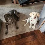 Rade & Willow Reeves - @rade_n_willow.adventures - Instagram