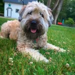 Willow Reid - @willowthe.wheaten - Instagram