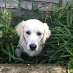 Willow Reid 🐶 - @willow_reid_dog - Instagram
