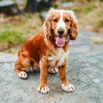 Willow Richards - @willowr_cockerspaniel - Instagram