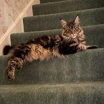 Willow Van-Richardson - @maine_coon_willow - Instagram