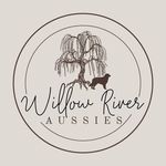 Willow River Aussies - @willowriveraussies - Instagram