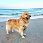 Willow Rainbow Sadie Robbins - @willowthepupstar - Instagram
